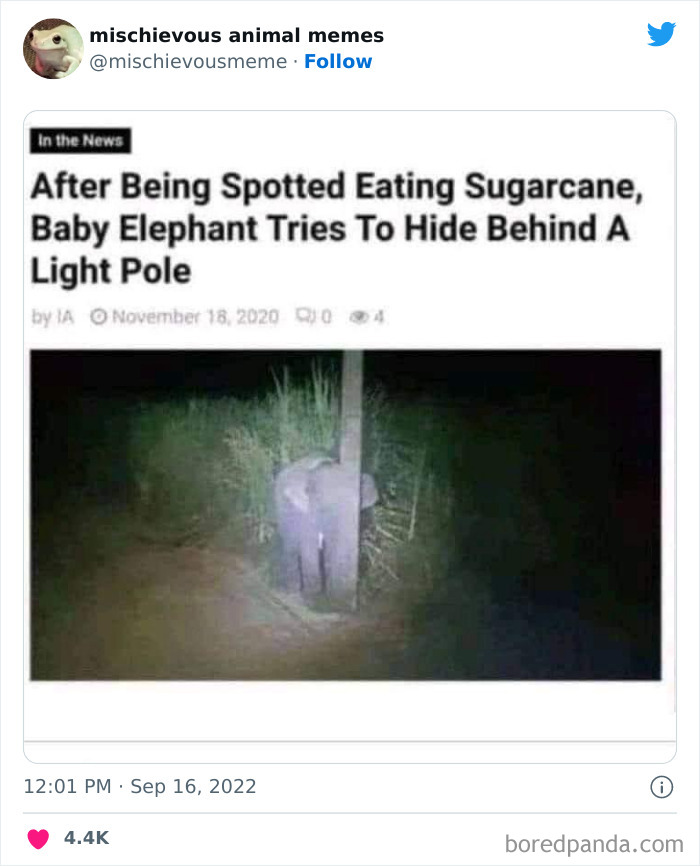 Mischievous-Animal-Memes