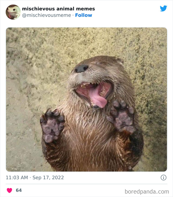 Mischievous-Animal-Memes