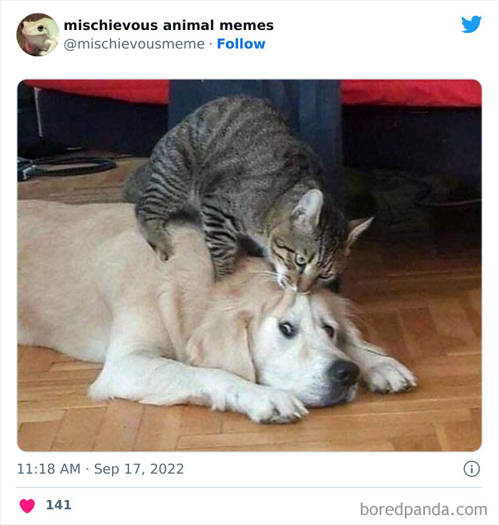 This Twitter Page Is Dedicated To Mischievous Animal Memes, Here Are 35 Of The Funniest Ones