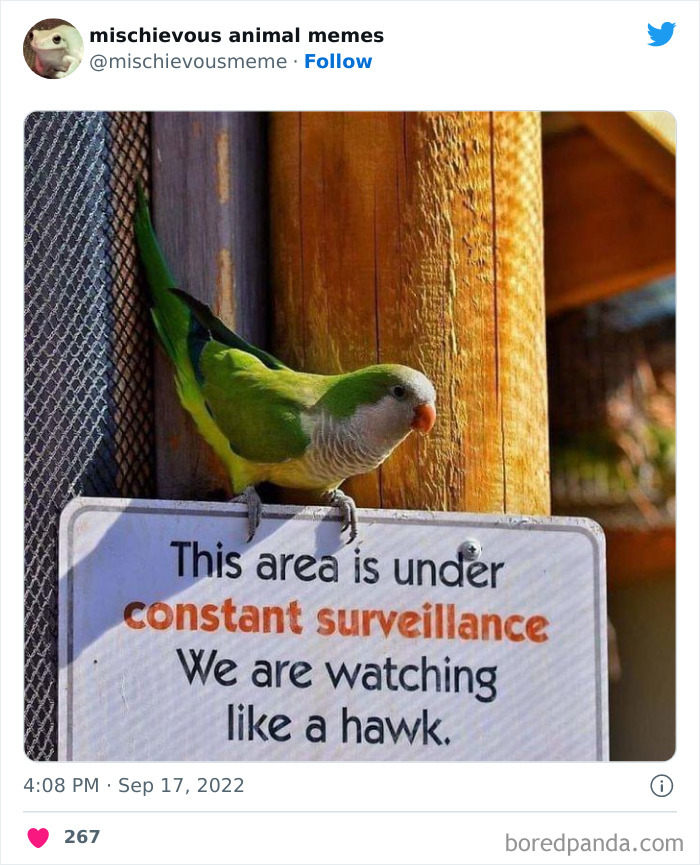 Mischievous-Animal-Memes