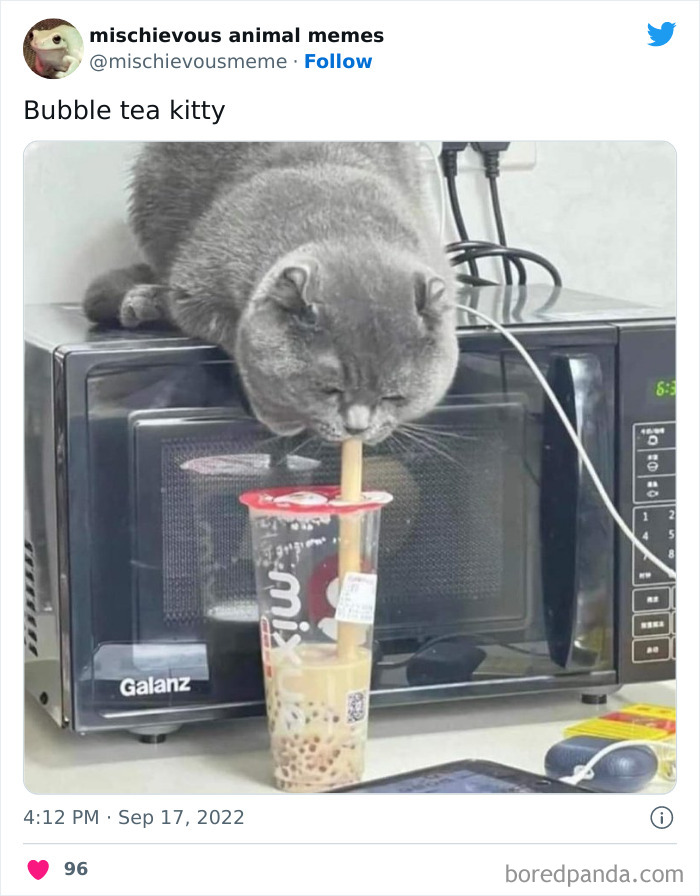 Mischievous-Animal-Memes