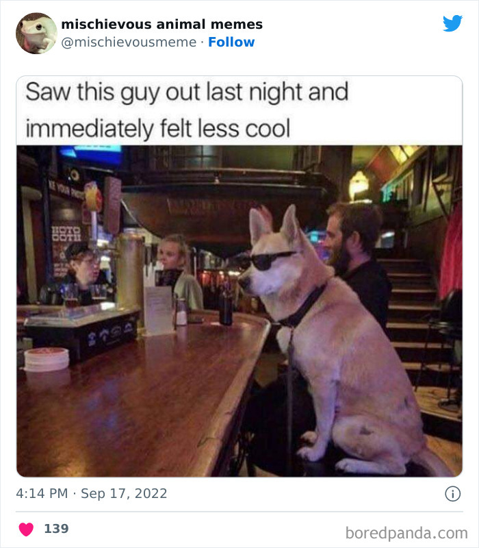 Mischievous-Animal-Memes