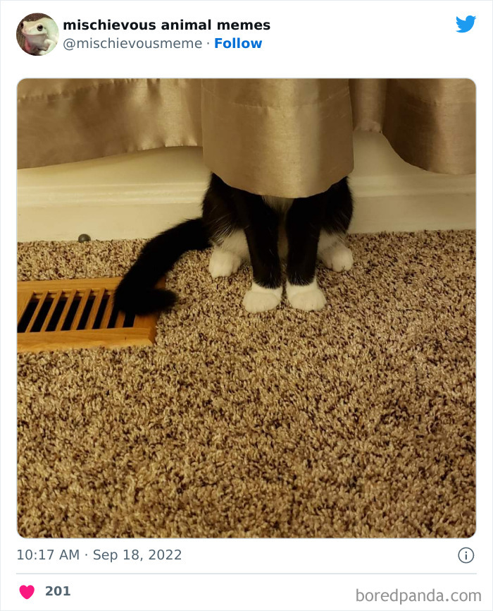 This Twitter Page Is Dedicated To Mischievous Animal Memes, Here Are 35 Of The Funniest Ones