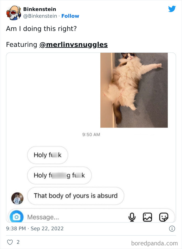 Cat lying on carpet with edited text mimicking Adam Levine's alleged leaked DMs, adding humor to the situation.