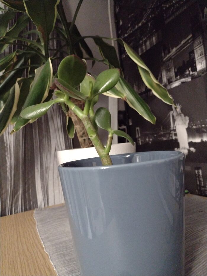 Repotted This Baby Today, Trying To Bring Them Back From The Dead