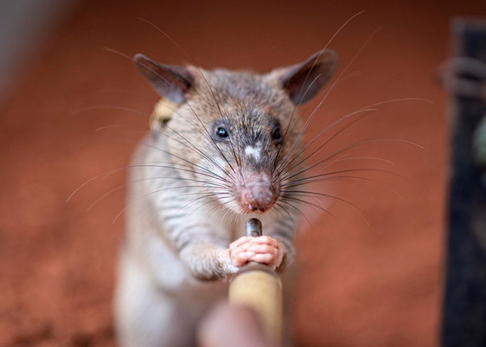 These Rats With Tiny Backpacks And Microphones May Soon Become The Heroes Of Search And Rescue Operations