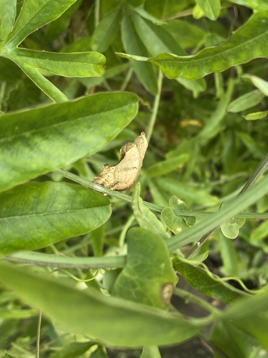 And We Will Have More Chrysalises Than Leaves On The Vines