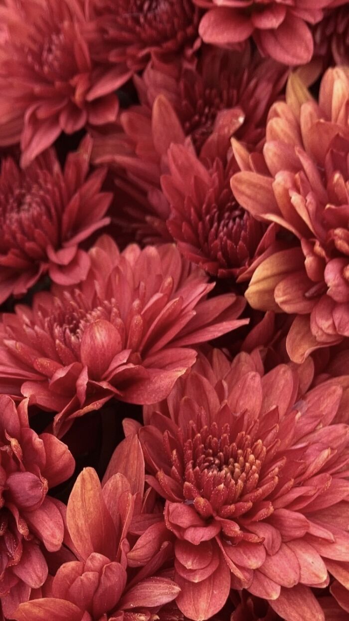 Flowers At A Walmart