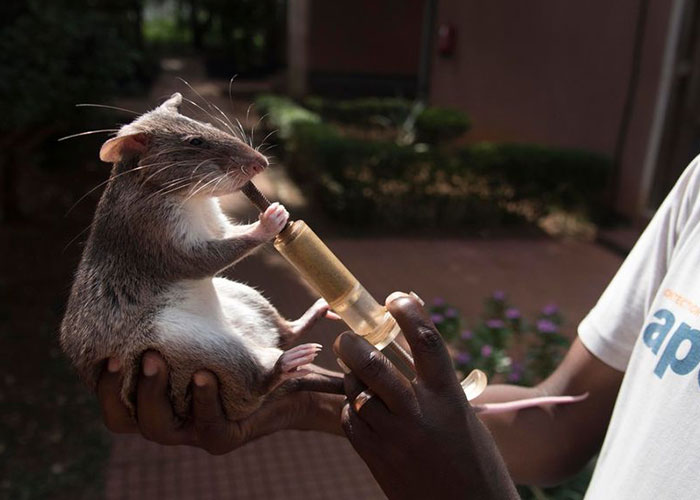 These Rats With Tiny Backpacks And Microphones May Soon Become The Heroes Of Search And Rescue Operations