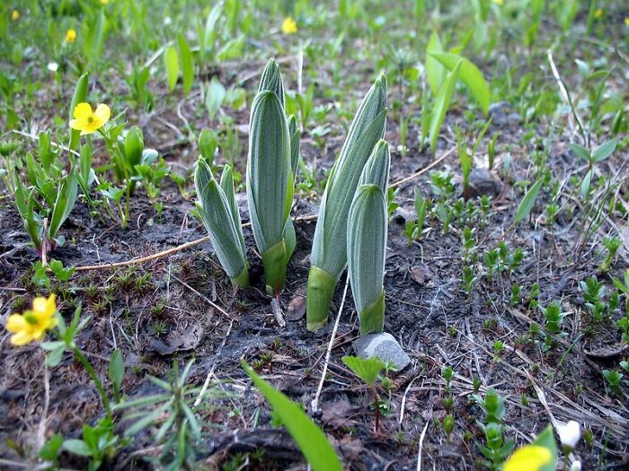 Young green plant shoots emerging from soil surrounded by small yellow flowers, illustrating things you may not think of doing but could be a crime