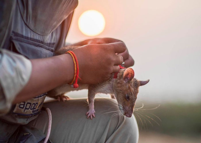 These Rats With Tiny Backpacks And Microphones May Soon Become The Heroes Of Search And Rescue Operations
