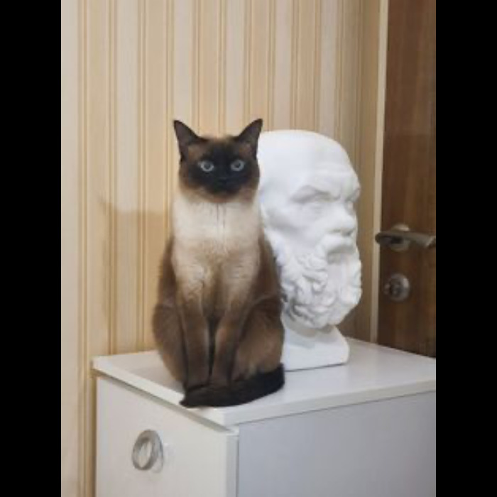 If Your Feeling Down, Here’s 14 Pictures Of My Cat. If Your Feeling Down, Here’s 14 Pictures Of My Cat.