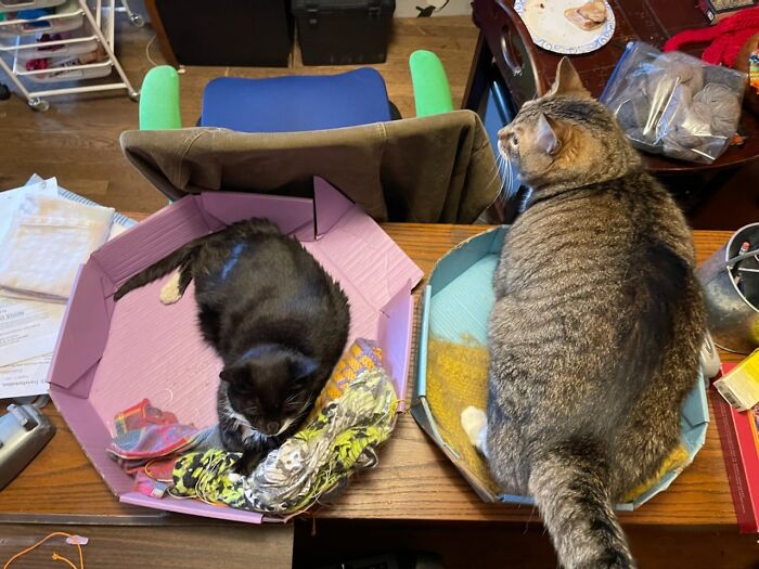 Moo (Left) Is Recuperating After Having Her Teeth Removed