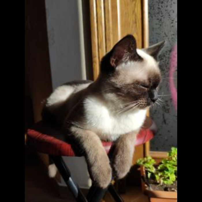 If Your Feeling Down, Here’s 14 Pictures Of My Cat. If Your Feeling Down, Here’s 14 Pictures Of My Cat.