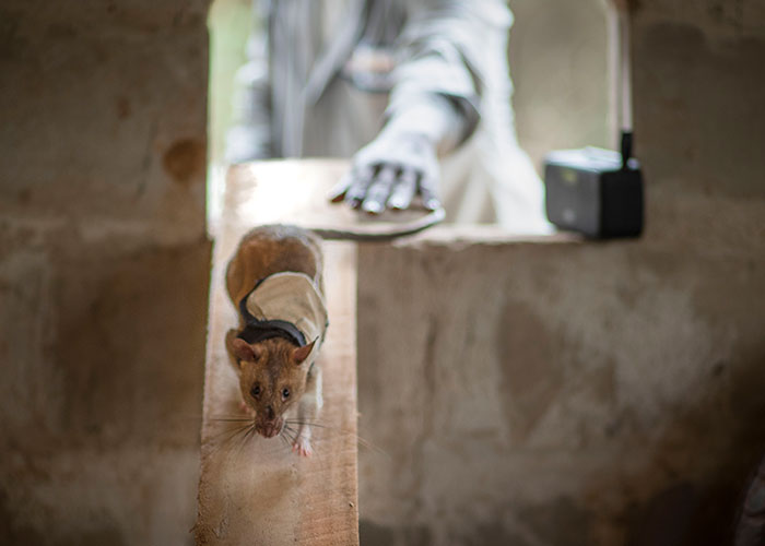 These Rats With Tiny Backpacks And Microphones May Soon Become The Heroes Of Search And Rescue Operations