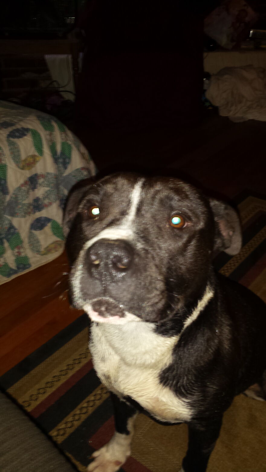 In Honor Of Dogs 13th Birthday, Here Are 13 Pictures Of Him