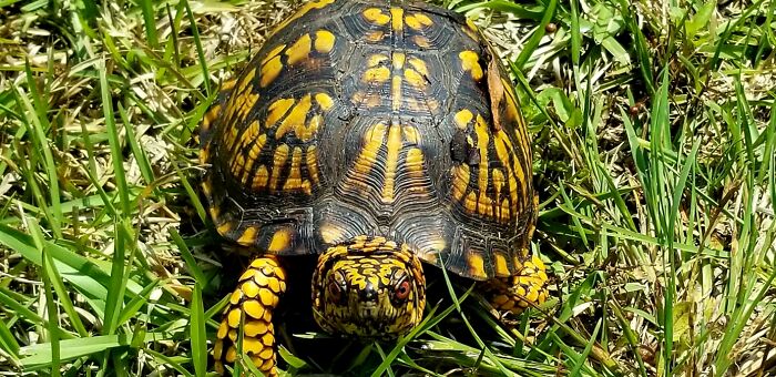 A Turtle I Found While Mowing The Lawn
