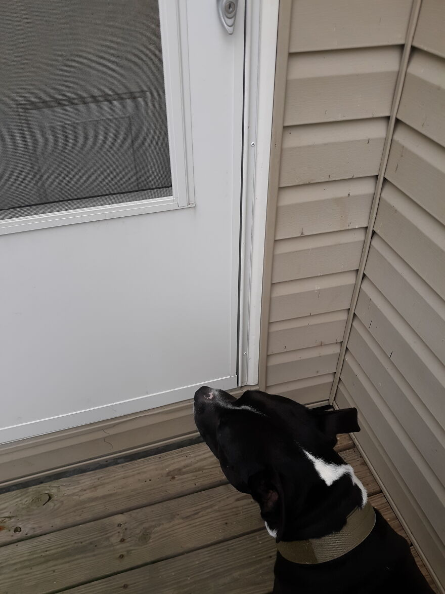 In Honor Of Dogs 13th Birthday, Here Are 13 Pictures Of Him