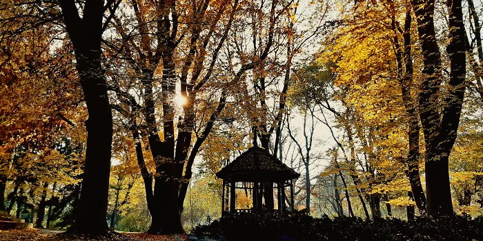 I Love Golden Autumn Evenings