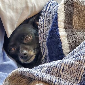 belindagordon avatar