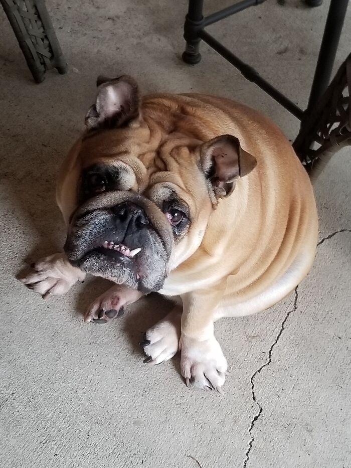 My Grand-Dog Tater. She Has Downs Syndrome And She's Sweet As She Can Be. I Dog Sit Her Sometimes For My Daughter