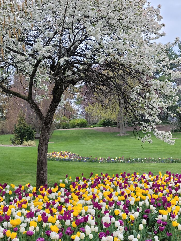 Tulips In Mill Creek Park