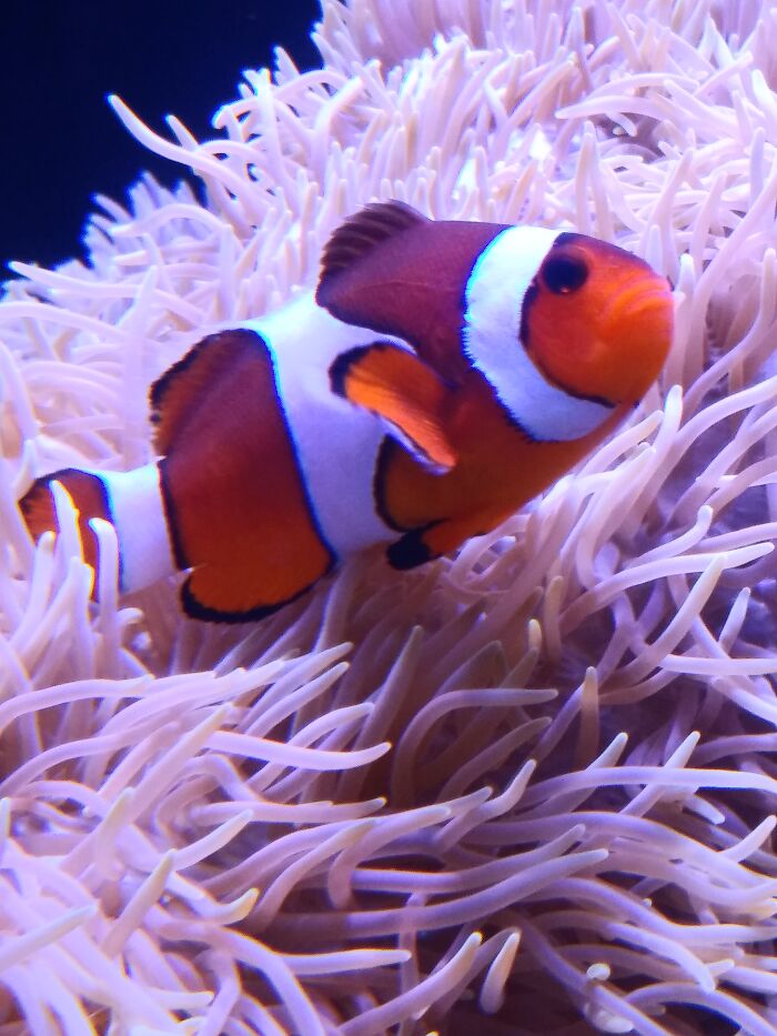 The Name Is Bubbles. Mr. Bubbles