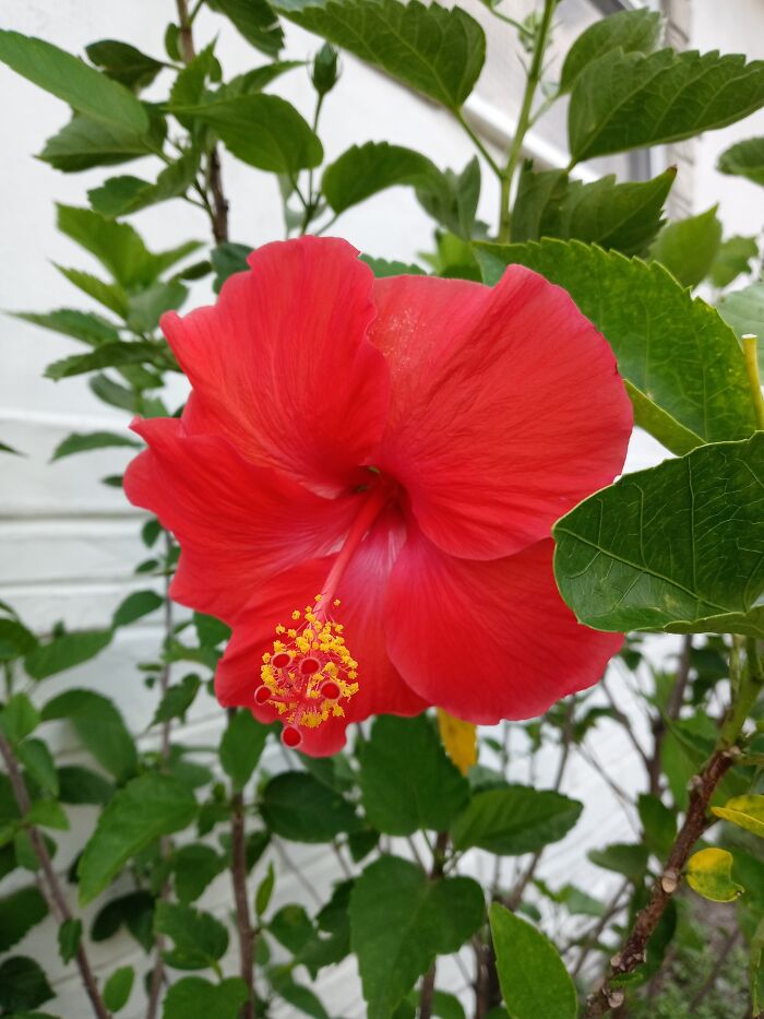 My Favorite Flower, Husband Bought Me Day He Passed Away