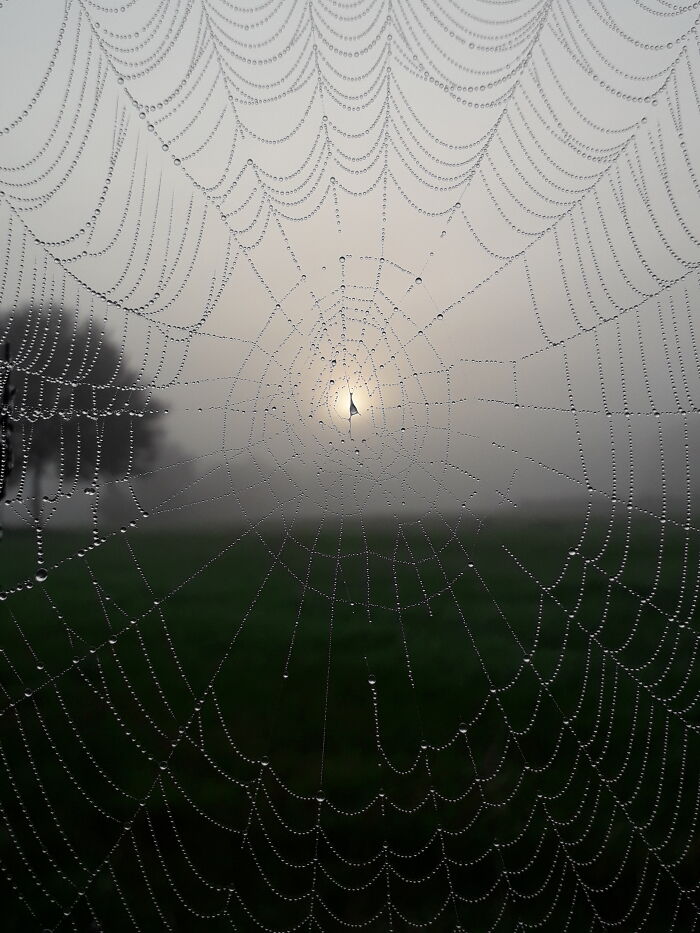 Dew Droplets On A Spider's Web