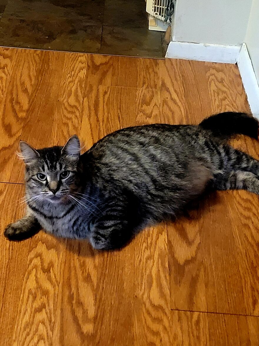 Our Pregnant Rescue Cat And Her Babies!