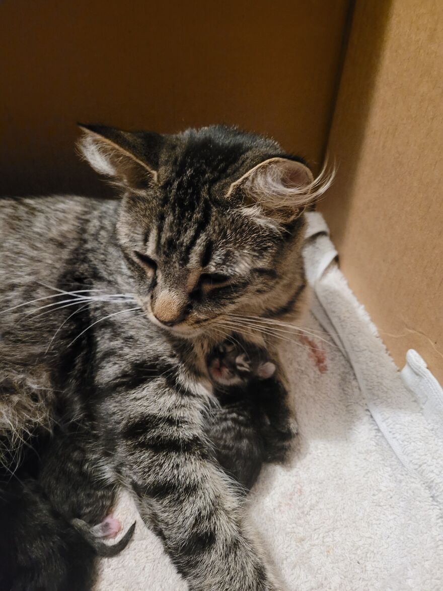 Our Pregnant Rescue Cat And Her Babies!
