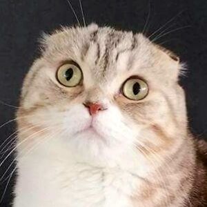 christinarosetti avatar