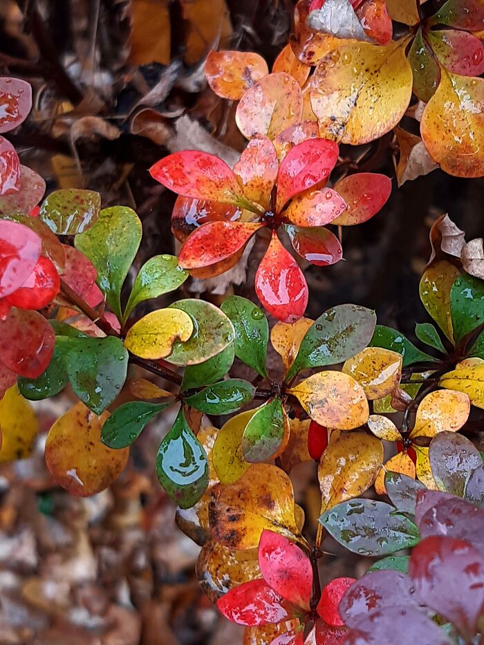 Perhaps This Image Heralds The Arrival Of Autumn, My Favorite Season