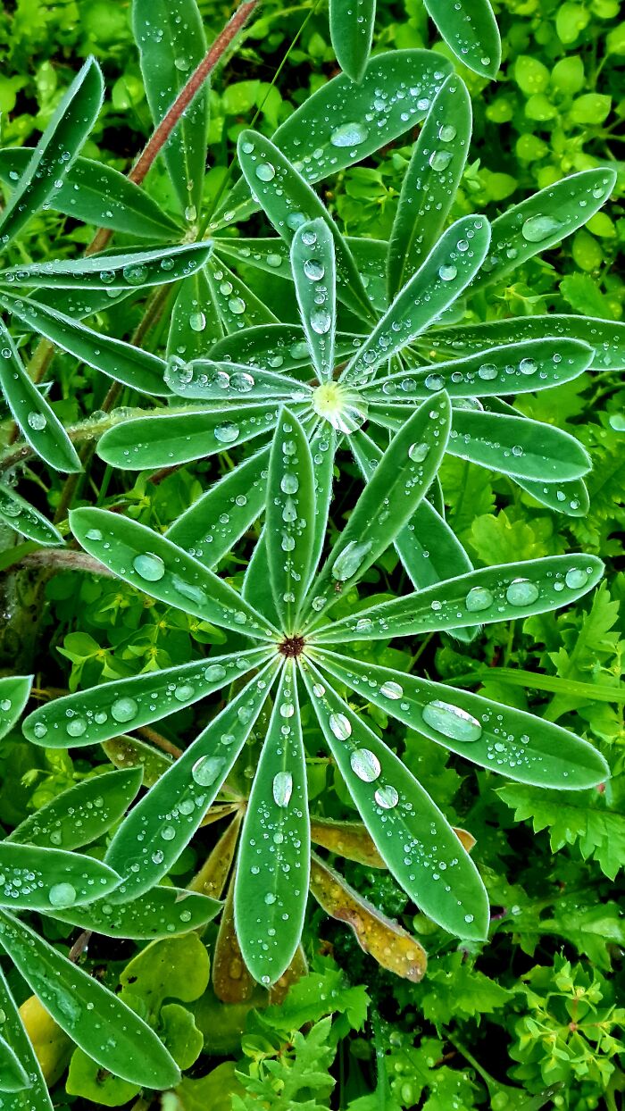 My Backyard After The Rain