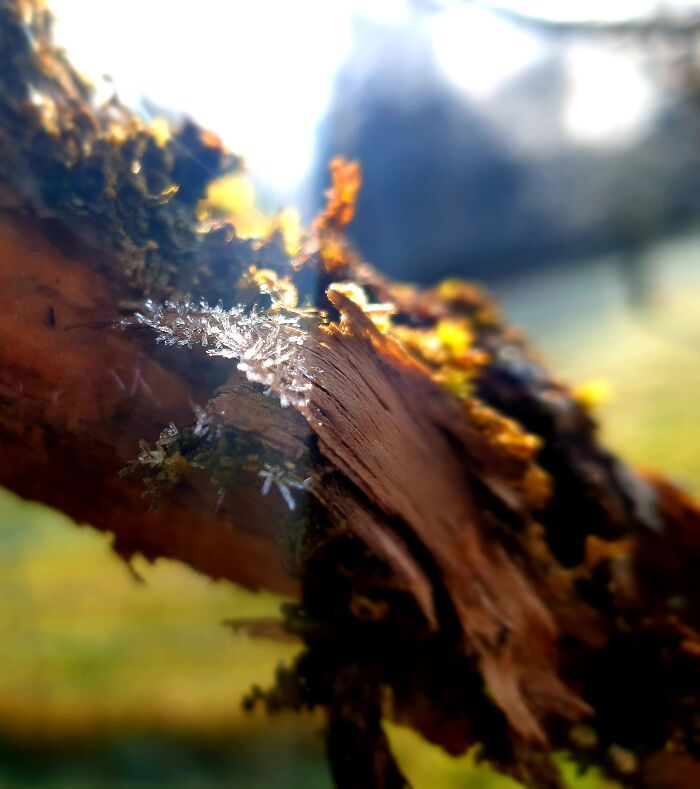 Spring ...the Morning Sun After A Cold Night !