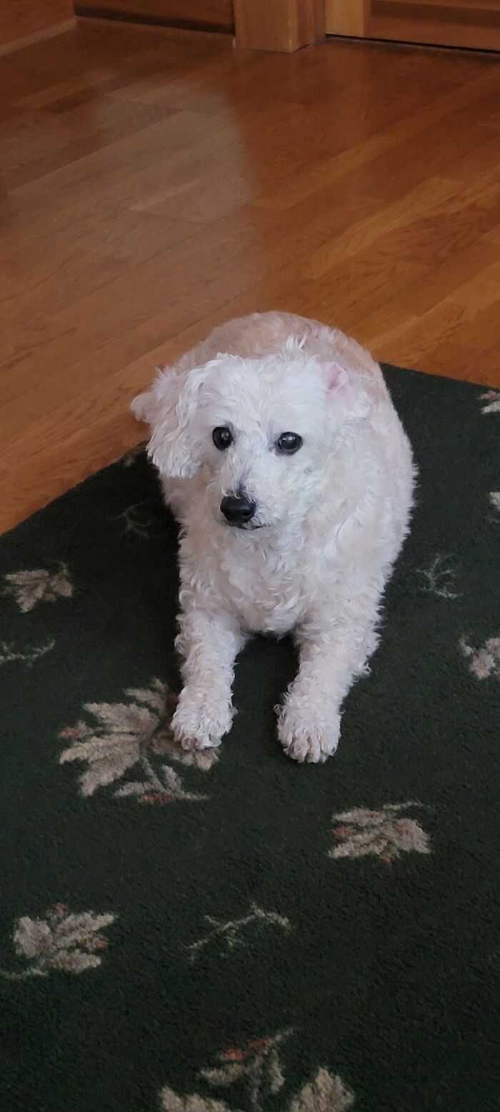 Gabe. Blind In One Eye, Deaf, Enlarged Heart And Thyroid Trouble. 13 Yo