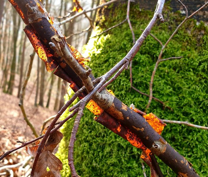 No Fire .... Just Sunlight !