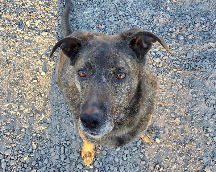Lily The Rescued Dog, 5. Lily Is Allergic To Outside And Her Compromised Immune System Causes Frequent Skin Infections