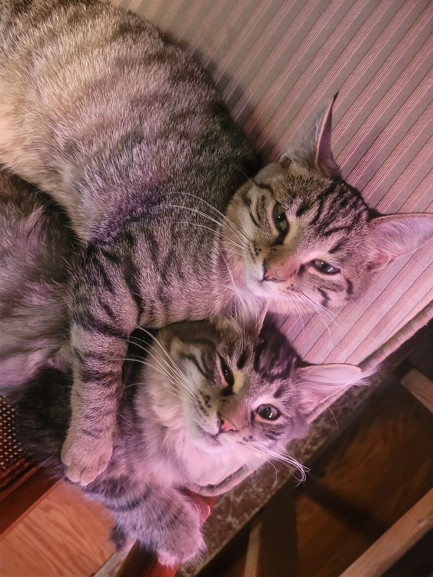 Our Pregnant Rescue Cat And Her Babies!