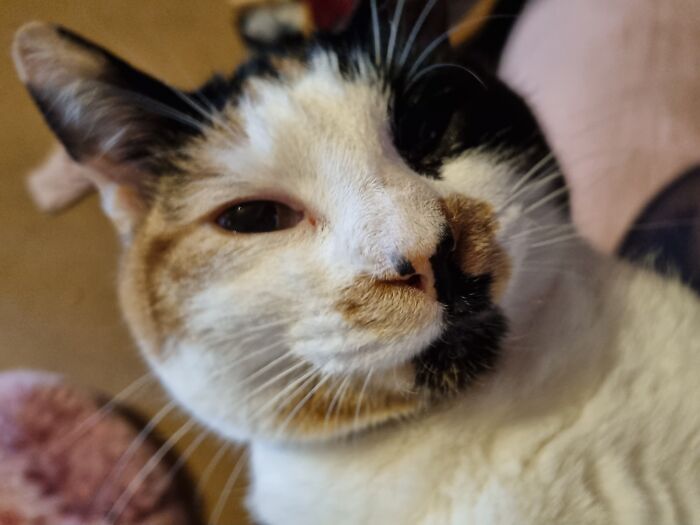 I Have A Few But Probably My Cat Lol