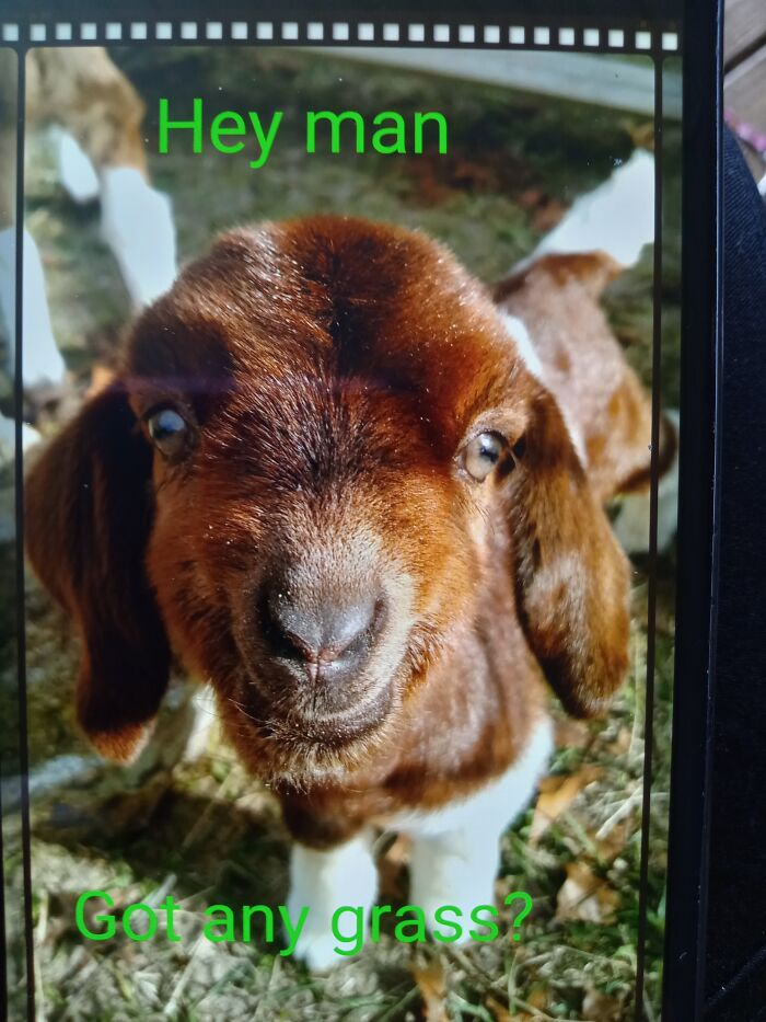 Baby Goats Make It All Better