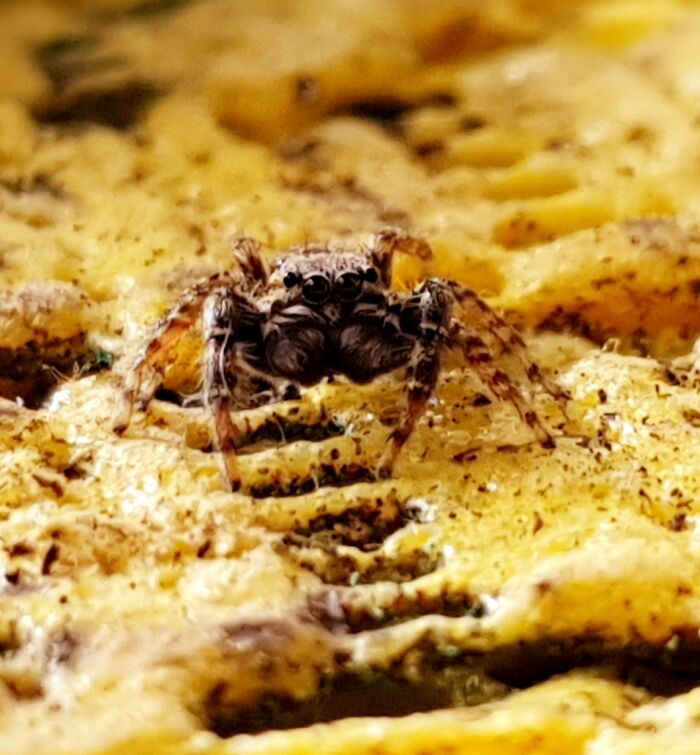 This Photo ...inflame My Passion For Jumping Spiders