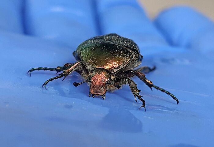 This Moment, A Scarab That I Found Half Alive On My Terrace, Saved From My Cat, Gave It Some Sweetened Water And Let It Fly Away.... Every Being Deserves The Freedom To Live!