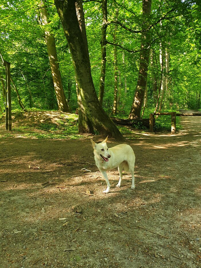 Our Three Legged Lady