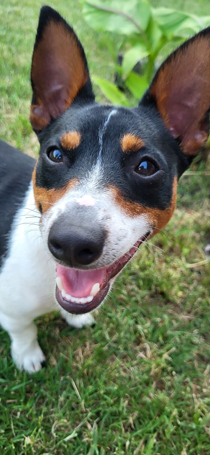 Teddy. The Baby Dog!