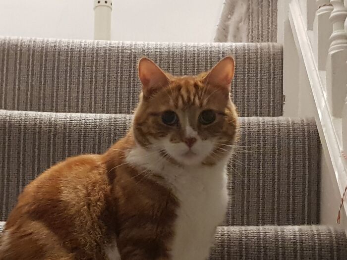 This Is My Cat. Isn't He Beautiful?