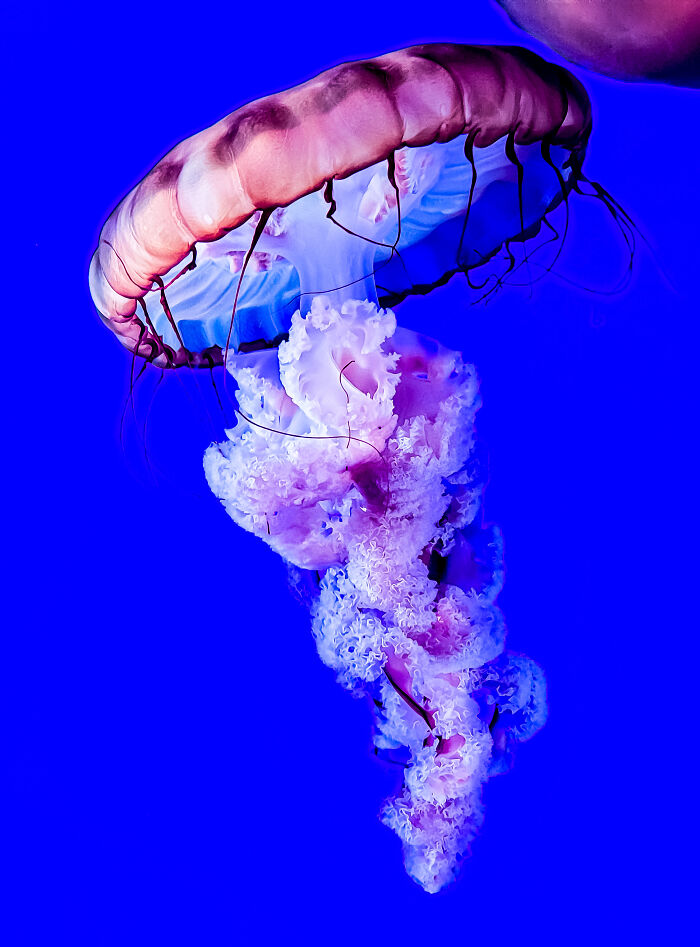 Jelly Fish At Ripleys Aquarium, Taken With Samsung S21 Ultra