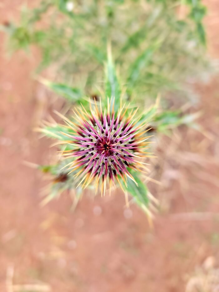 Milk Thistle At The Farm