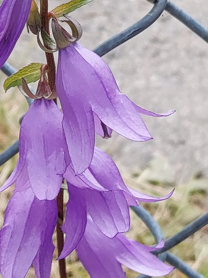 Purple Bells