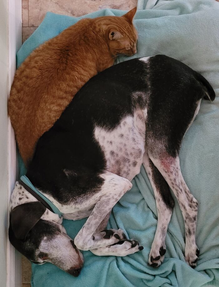 My Boy Shiner And His Personal Cat, Artie. Shiner Can't Walk Very Well And Is 14 Yrs Old. I Love This Dog So Much! (And The Cat Too)